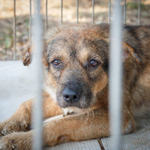 What You Need to Know About Animal Cruelty Charges and Penalties in Georgia